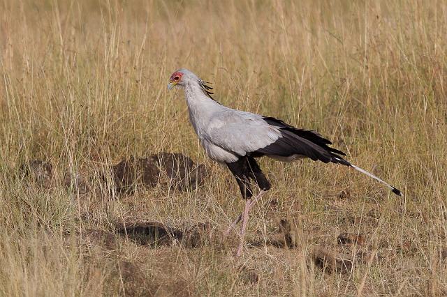 046 Kenia, Masai Mara, secretarisvogel.jpg